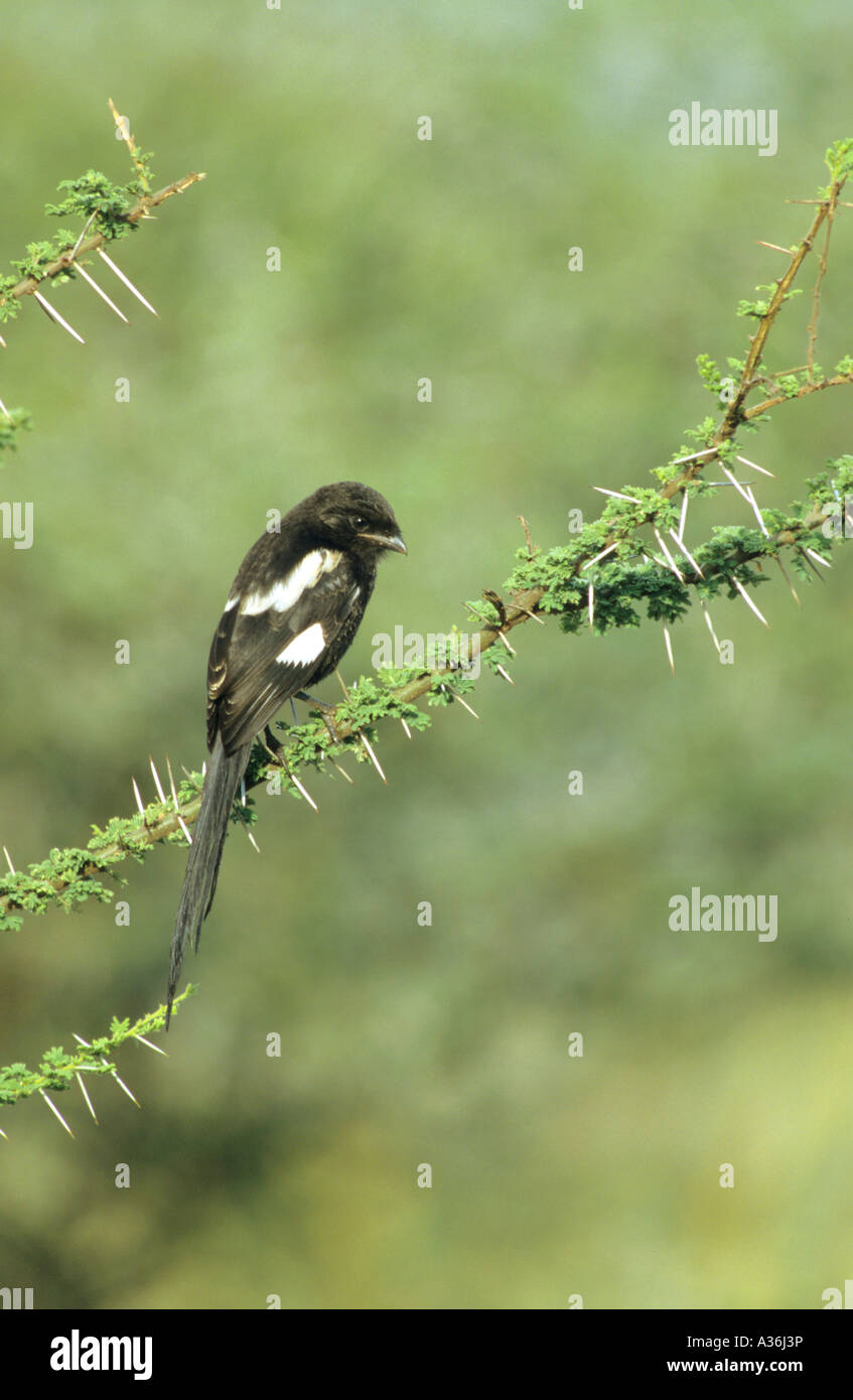 Pie-grièches Corvinella melanoleuca perché sur une branche d'acacia en Afrique de l'Est Tanzanie Banque D'Images