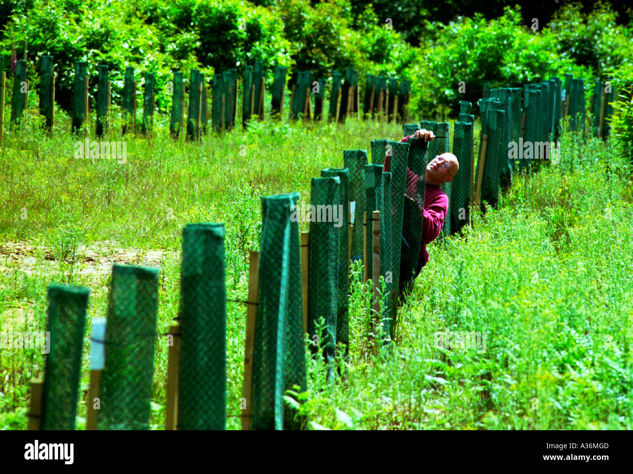 La protection de l'homme avenue nouvellement plantés de jeunes If Taxus baccata Banque D'Images