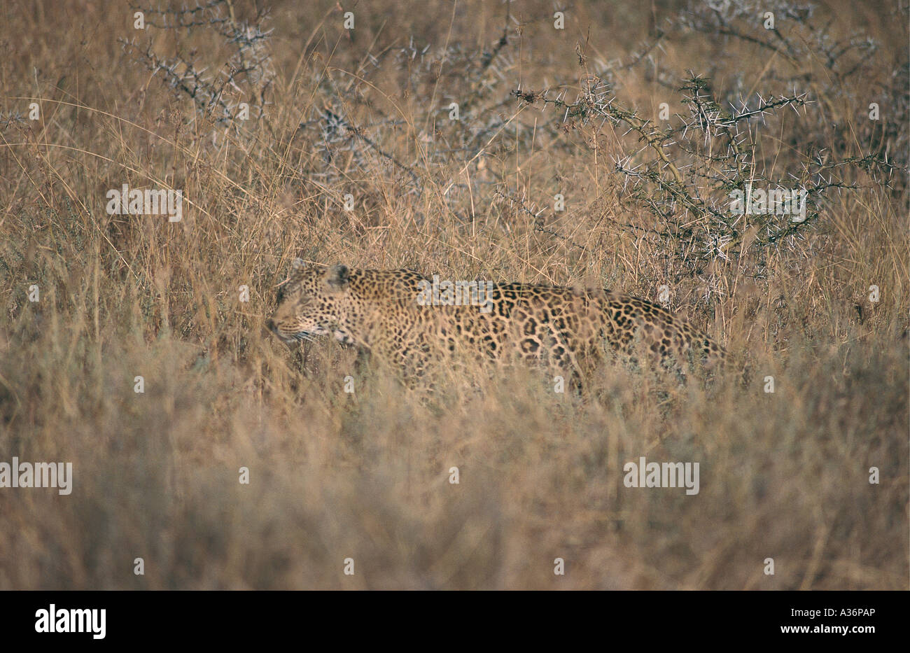 Leopard la traque et slinking par la longue herbe au Parc National de Serengeti en Tanzanie Banque D'Images