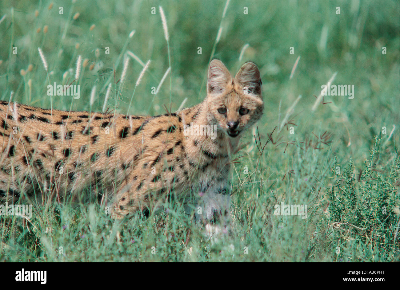 Serval cat alerte permanent dans les herbes hautes dans le Parc National du Serengeti en Tanzanie Banque D'Images