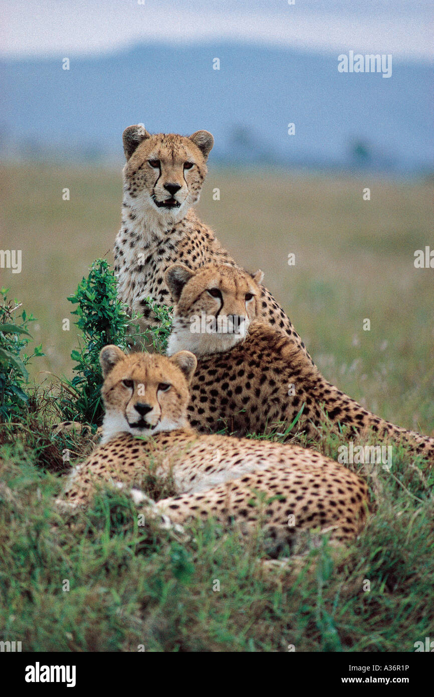 Cheetah alerte frères ou sœurs probablement assis sur une termitière dans le Masai Mara National Reserve Kenya Afrique de l'Est Banque D'Images