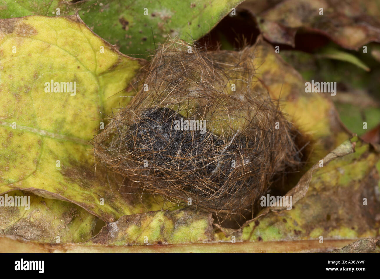 Ruby Tiger cocoon - Phragmatobia fuliginosa Banque D'Images