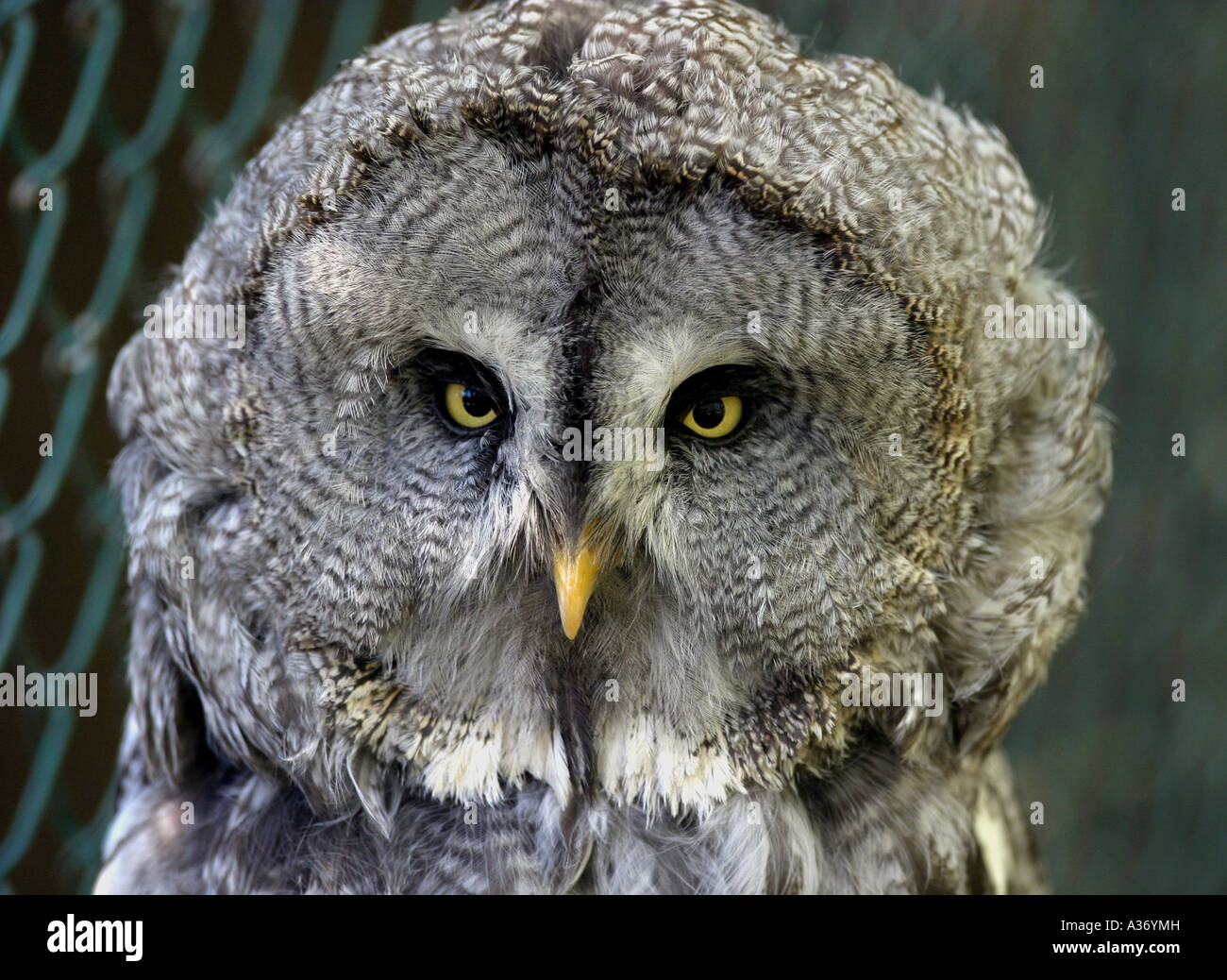 Grey owl gros Banque D'Images