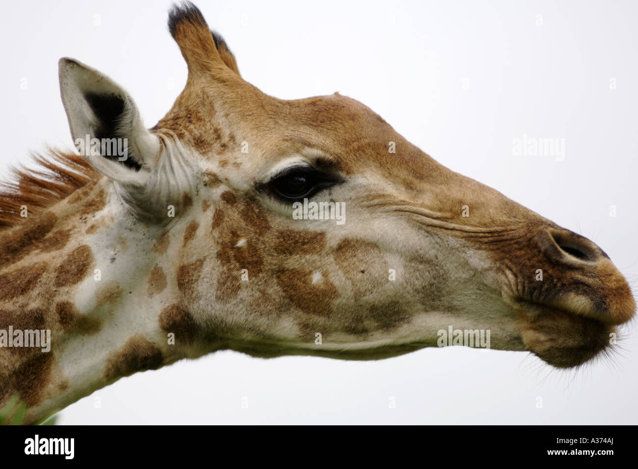 Portrait d'une girafe camelopardalis (girafe) en Afrique du Sud du Parc National de Hluhluwe-Umfolozi. Banque D'Images