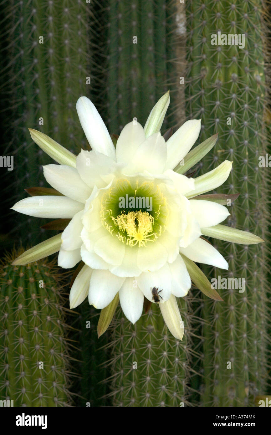 Reine de la nuit' Fleur de cactus et de l'Afrique du Sud dans la région du  Karoo Photo Stock - Alamy