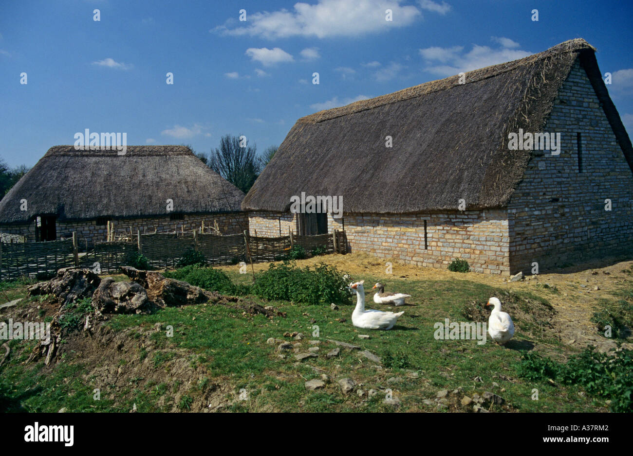 Les oies à l'extérieur grange à dîme et pig keeper Cosmeston cottage Village médiéval du Pays de Galles UK Banque D'Images
