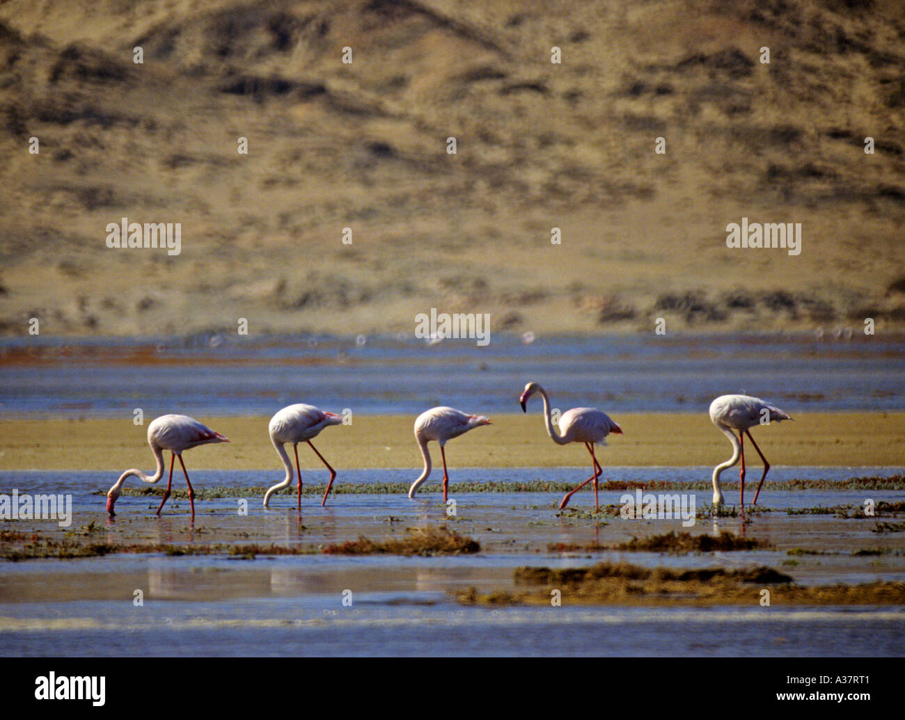 L'alimentation cinq flamants roses au bord de l'océan dans le désert de Namibie, Afrique du Sud Banque D'Images