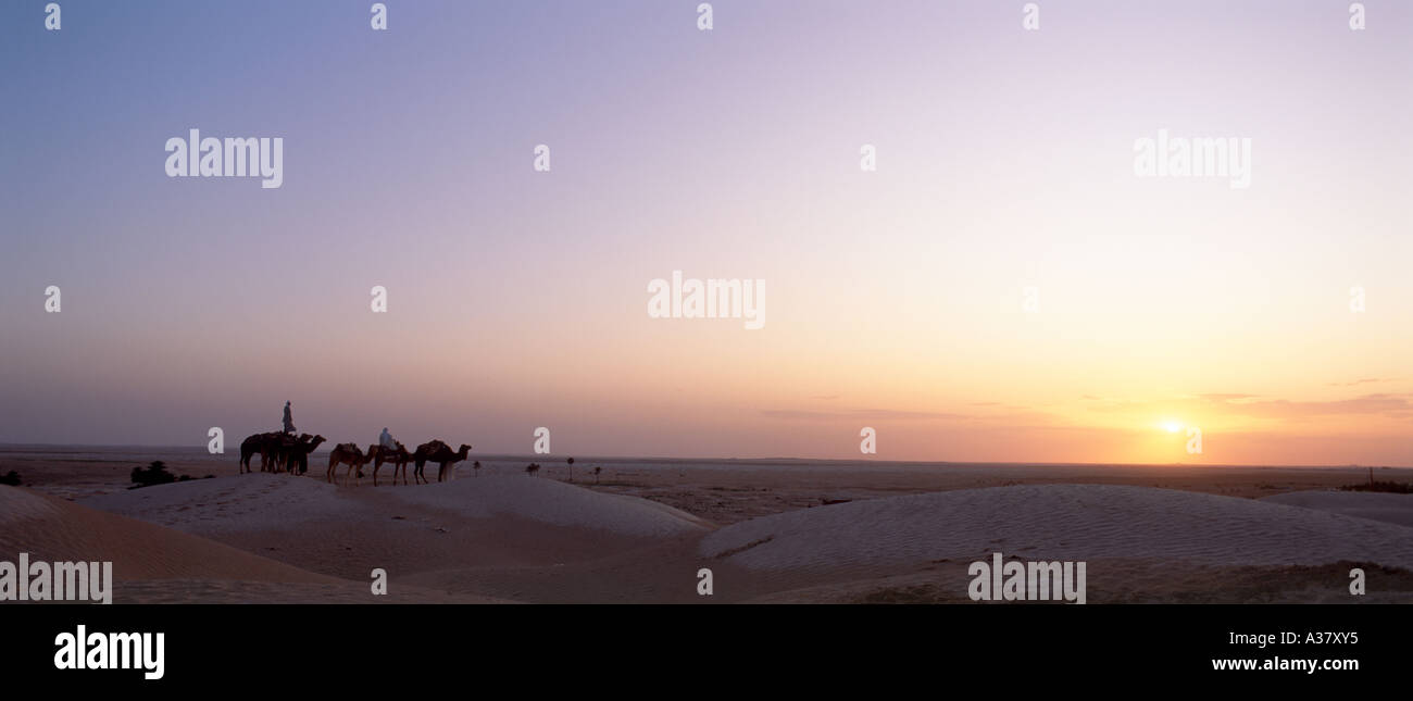 Vue panoramique des Bédouins et des chameaux au coucher du soleil, Douz, Sahara, Tunisie, Afrique du Nord Banque D'Images