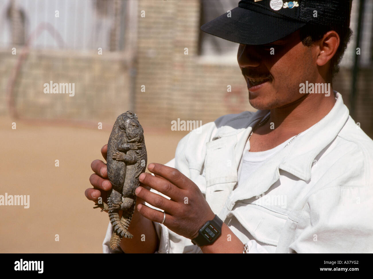 Zoo keeper tenant deux lézards, Zoo de Tozeur, Tozeur, Tunisie, Afrique du Nord Banque D'Images