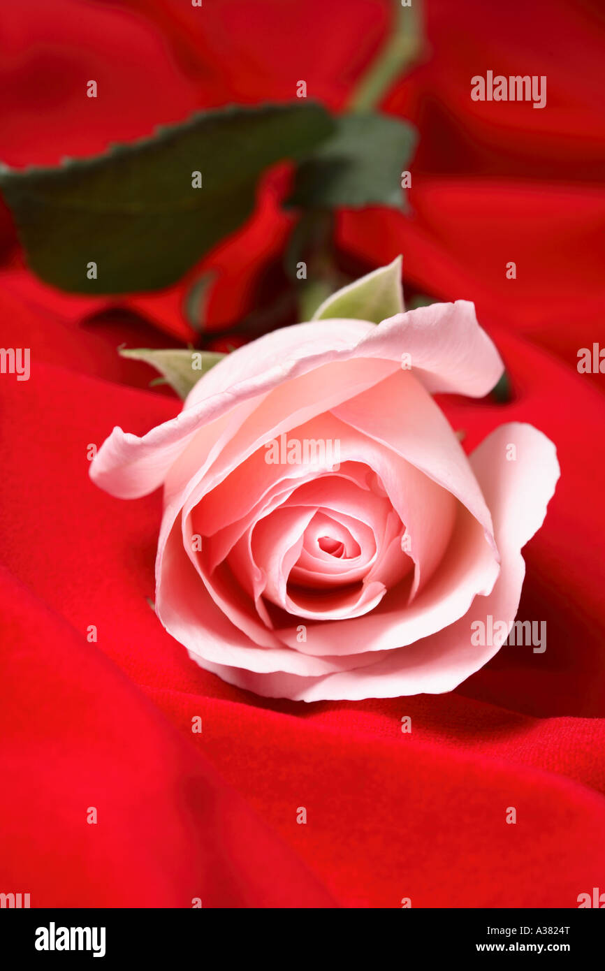 Rose Rose sur tissu rouge Banque D'Images