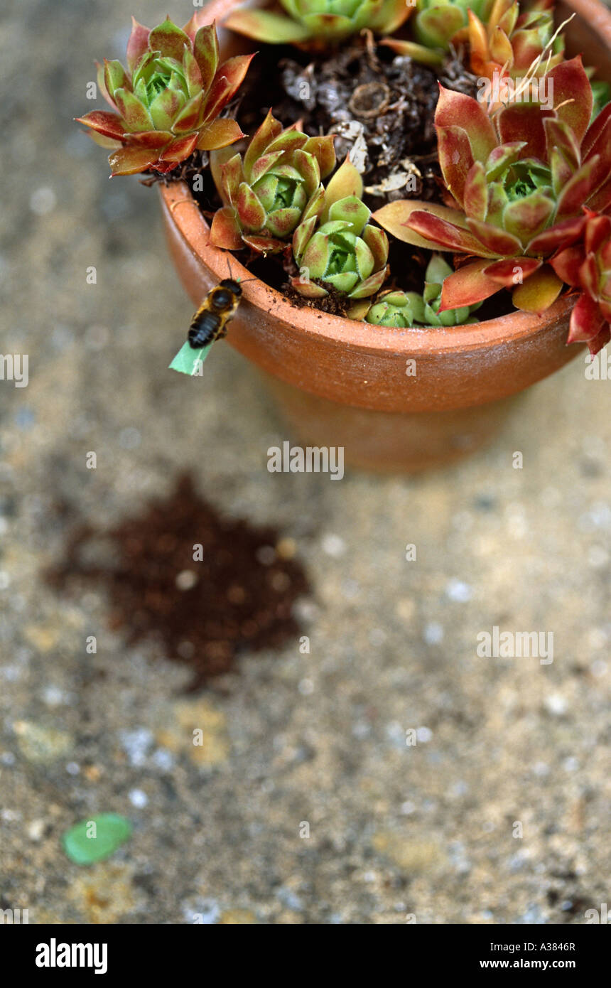 (L'abeille découpeuse de) bâtiment nest Banque D'Images