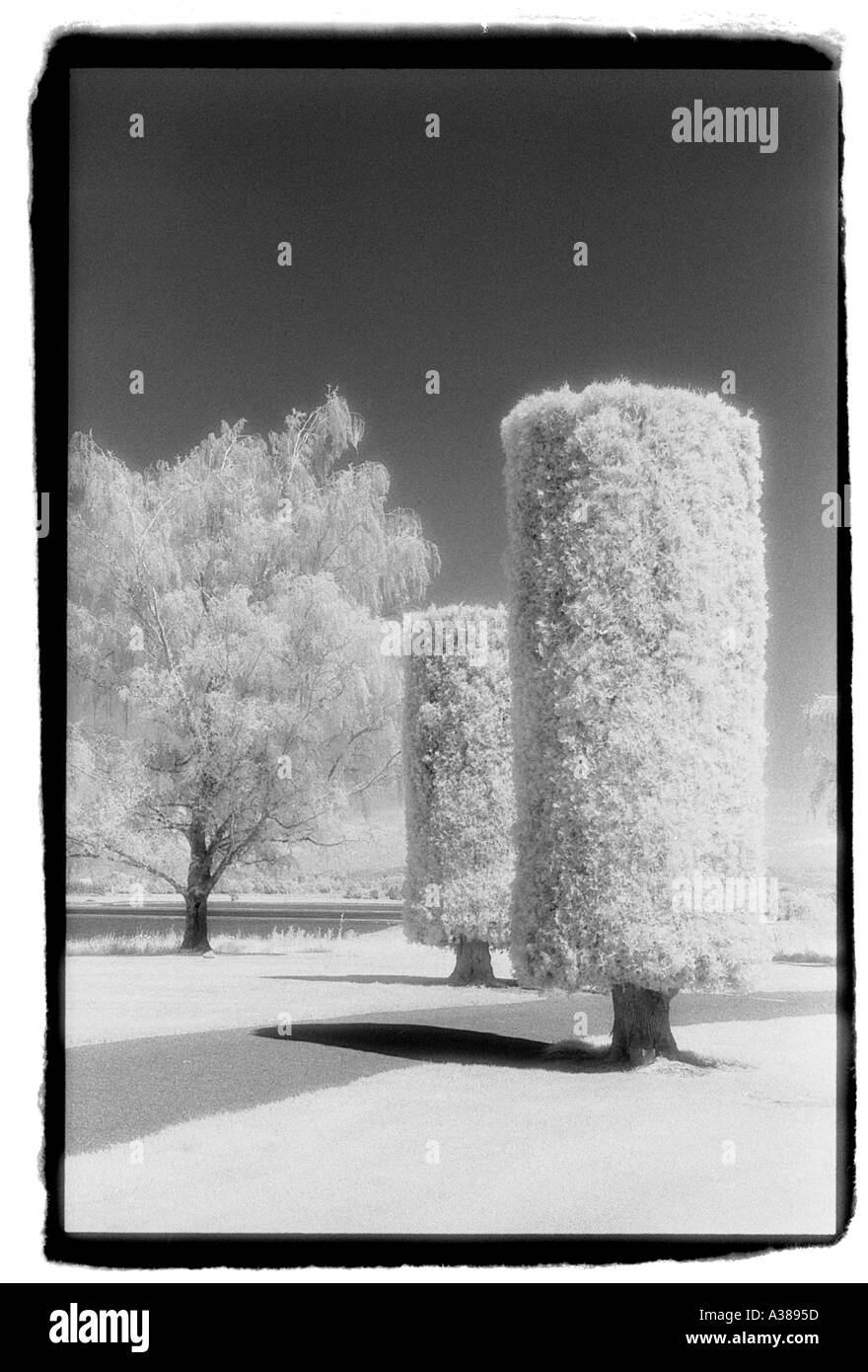 Photographie infrarouge d'arbres Banque D'Images Photographie infrarouge d'arbres Banque D'Images