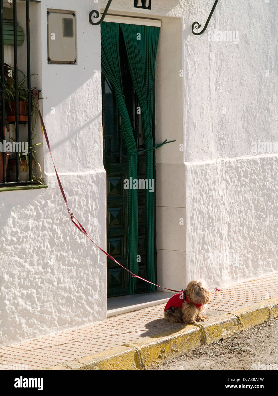 Un petit chien attaché à l'extérieur d'une maison à Istan près de Marbella Andalousie Espagne Banque D'Images