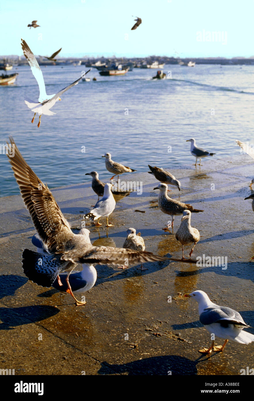 Goéland argenté Banque D'Images