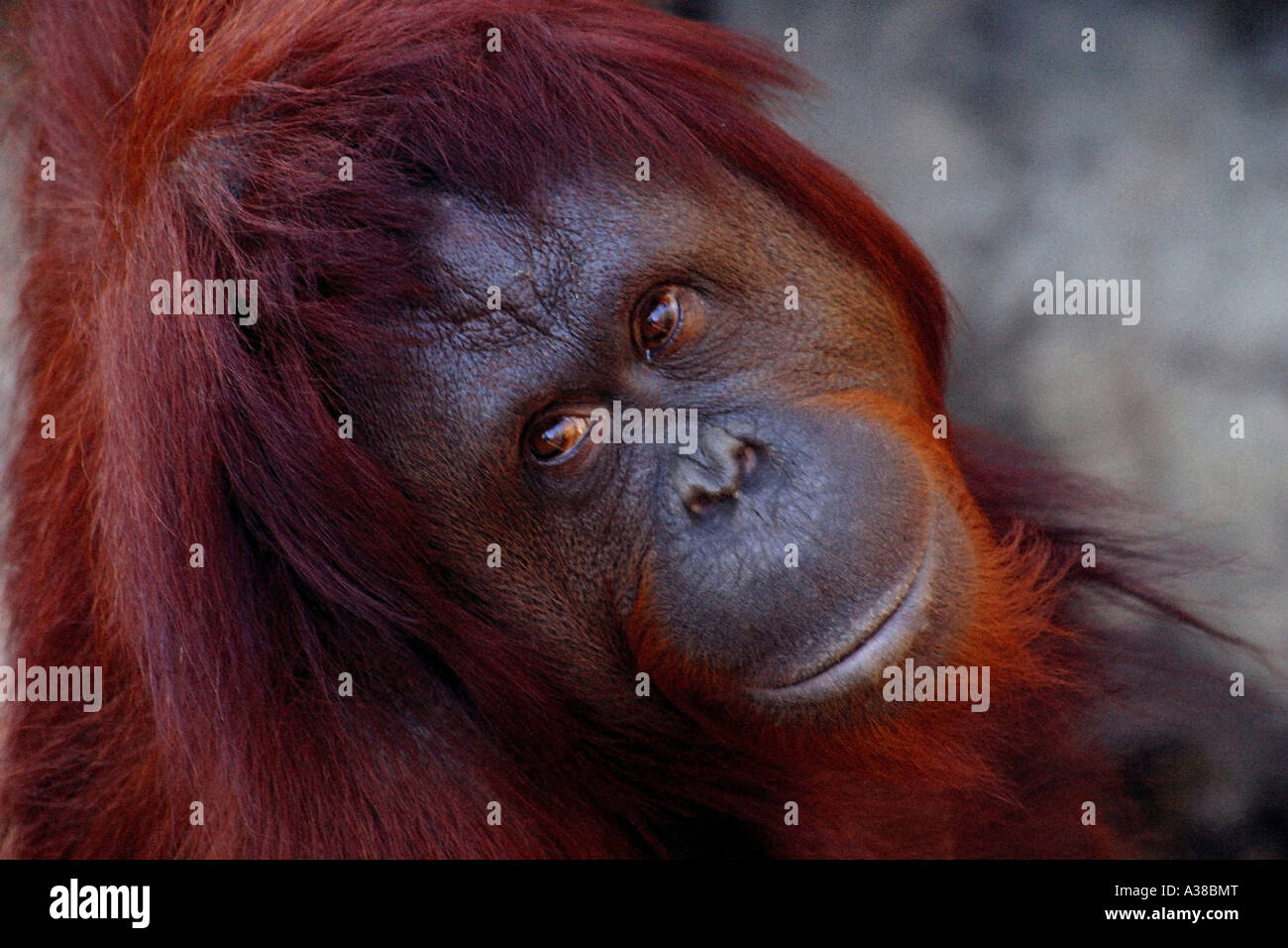 Un singe d'Orangutan masculin regardant à droite et derrière Rolling ses yeux Banque D'Images