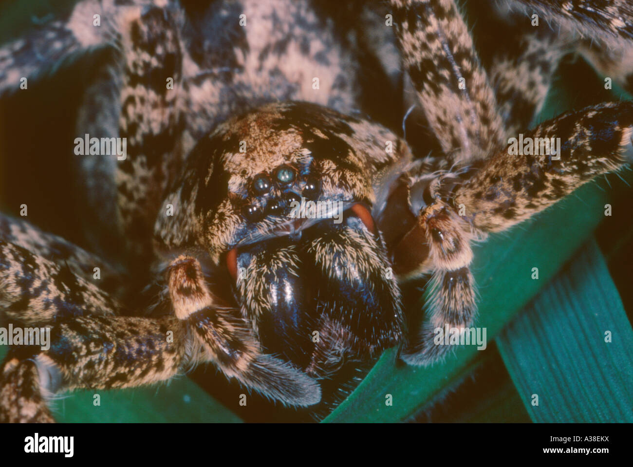 Zoropsis spinimana, araignée. Vue de face. Tête et Chélicère détail Banque D'Images