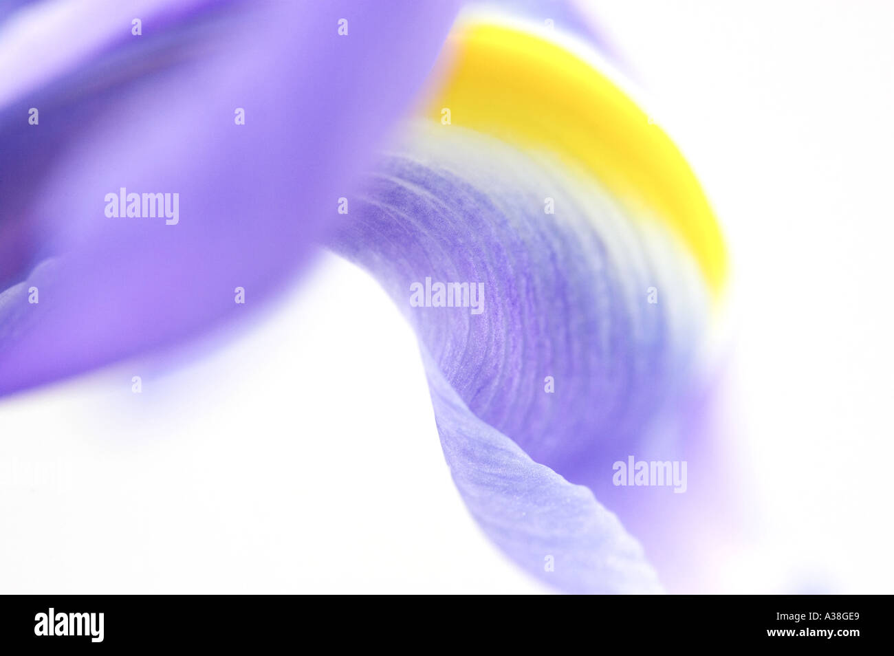 Angleterre, Royaume-Uni. Close up des pétales d'un jaune et bleu Dutch Iris (Iris × hollandica) Banque D'Images