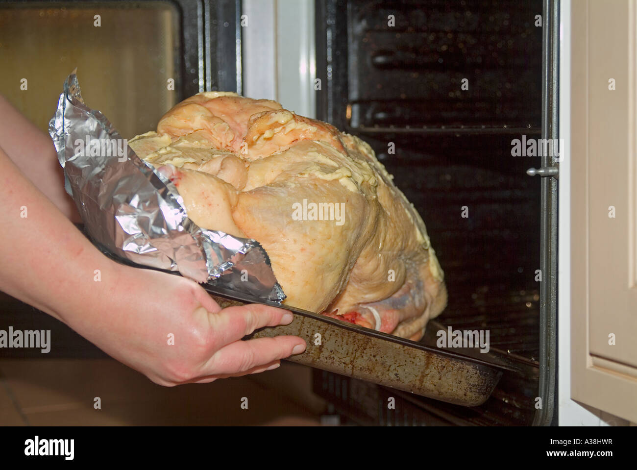 Mettre une oie dans un four électrique pour le faire cuire pour le dîner de Noël Banque D'Images