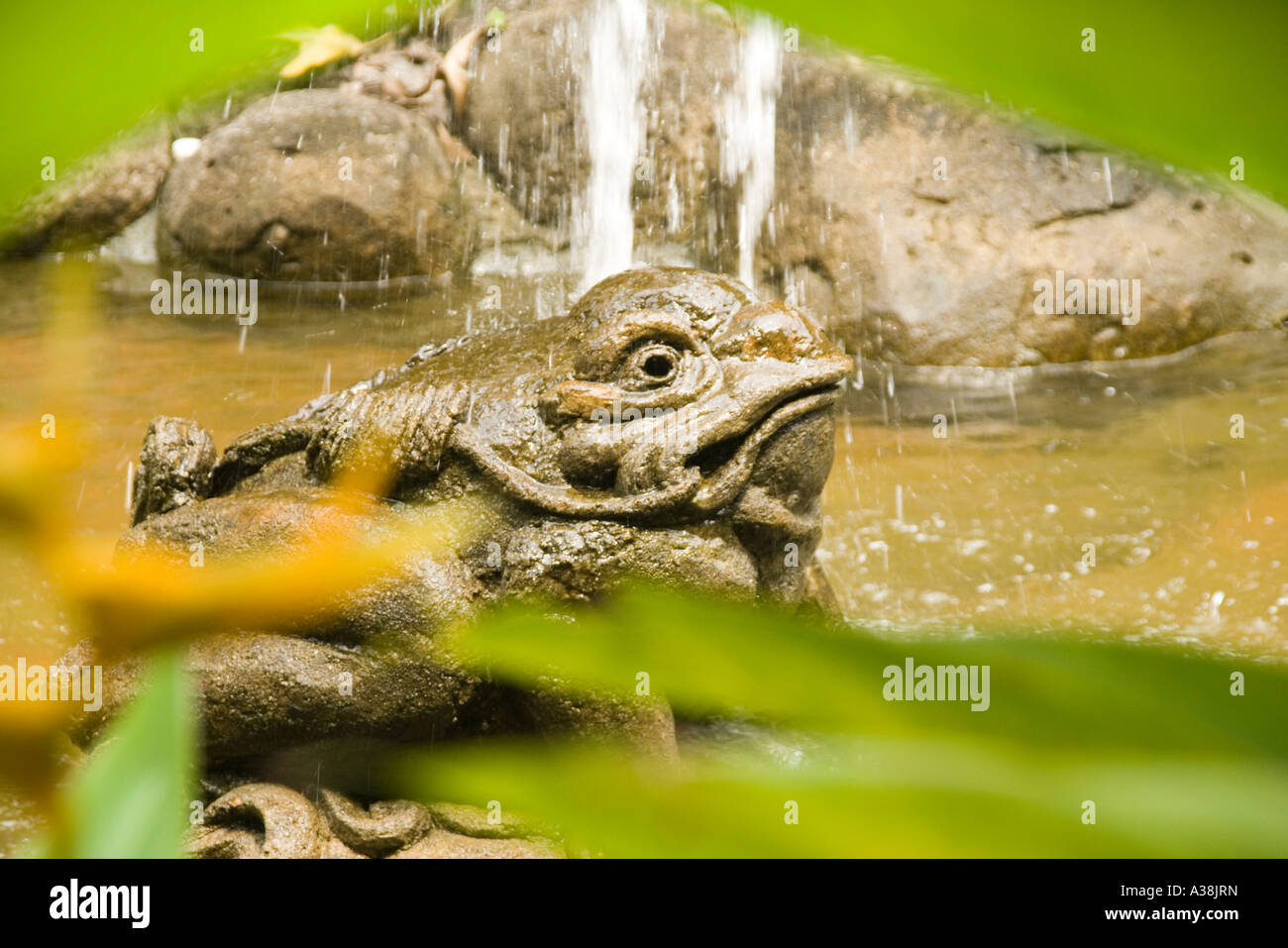 Grenouille en pierre dans un étang à Kiara Park condominium à Taman Tun Dr Ismail Kuala Lumpur Banque D'Images