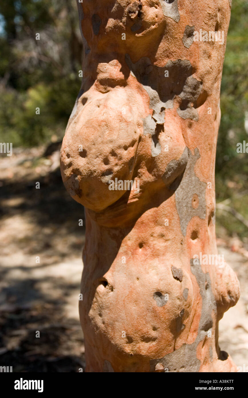 Gum Tree noueux New South Wales Austraia Banque D'Images