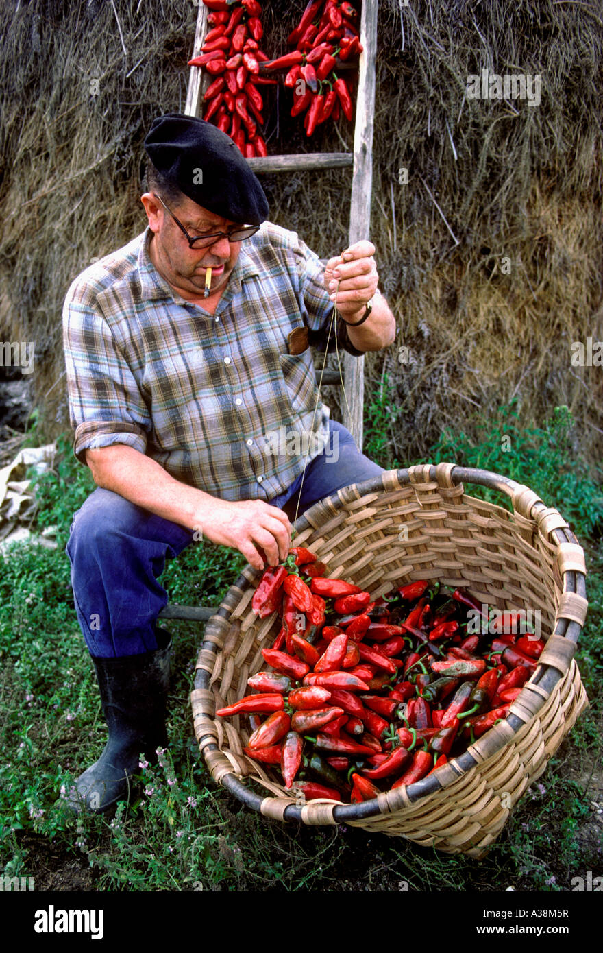 1, l'un Basque Français, homme, la couture guirlande de poivrons rouges, piments, Pays Basque, village de Jatxou, Jatxou, France Banque D'Images