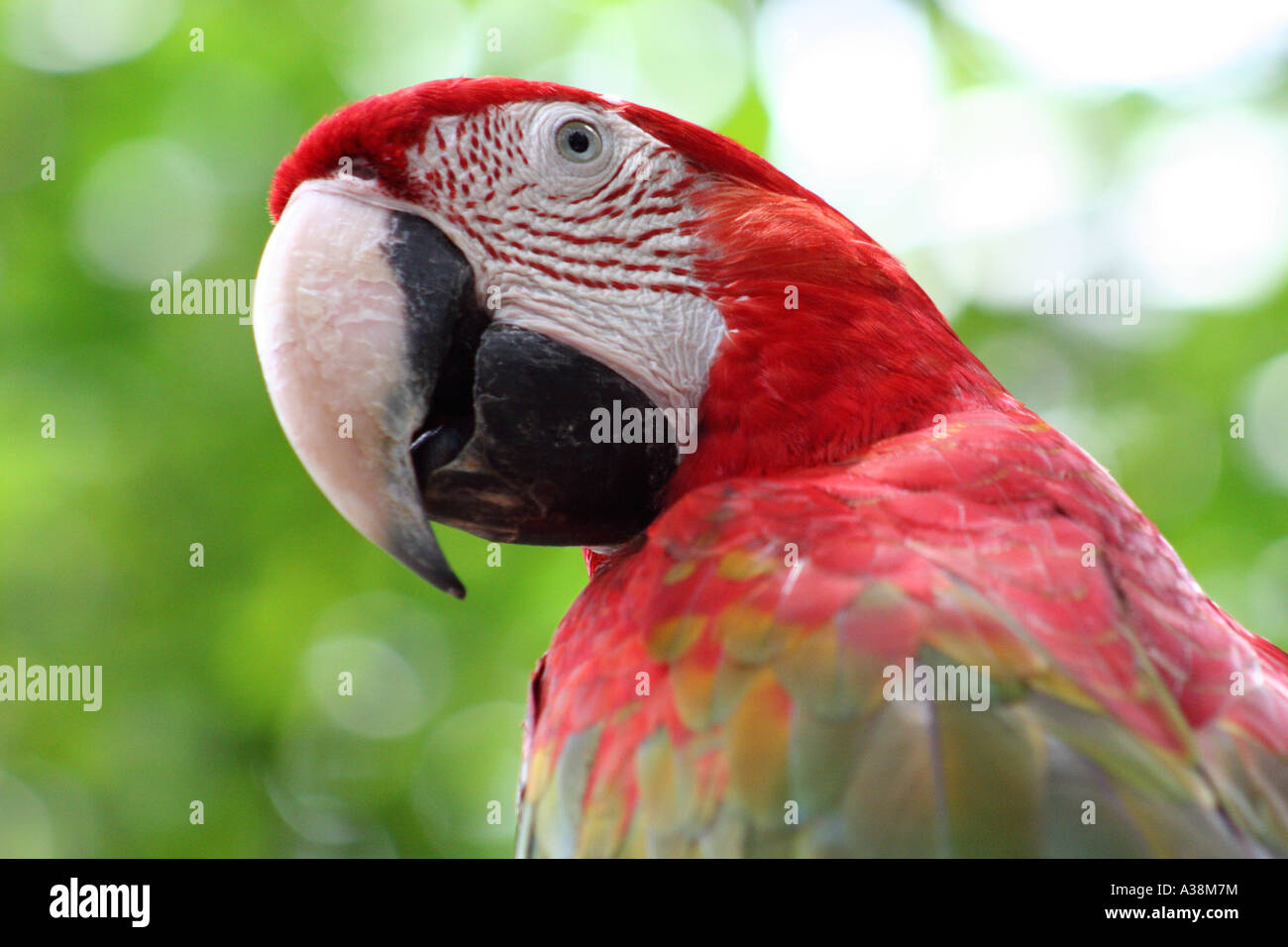 Perroquet ara rouge au Zoo de Singapour Banque D'Images