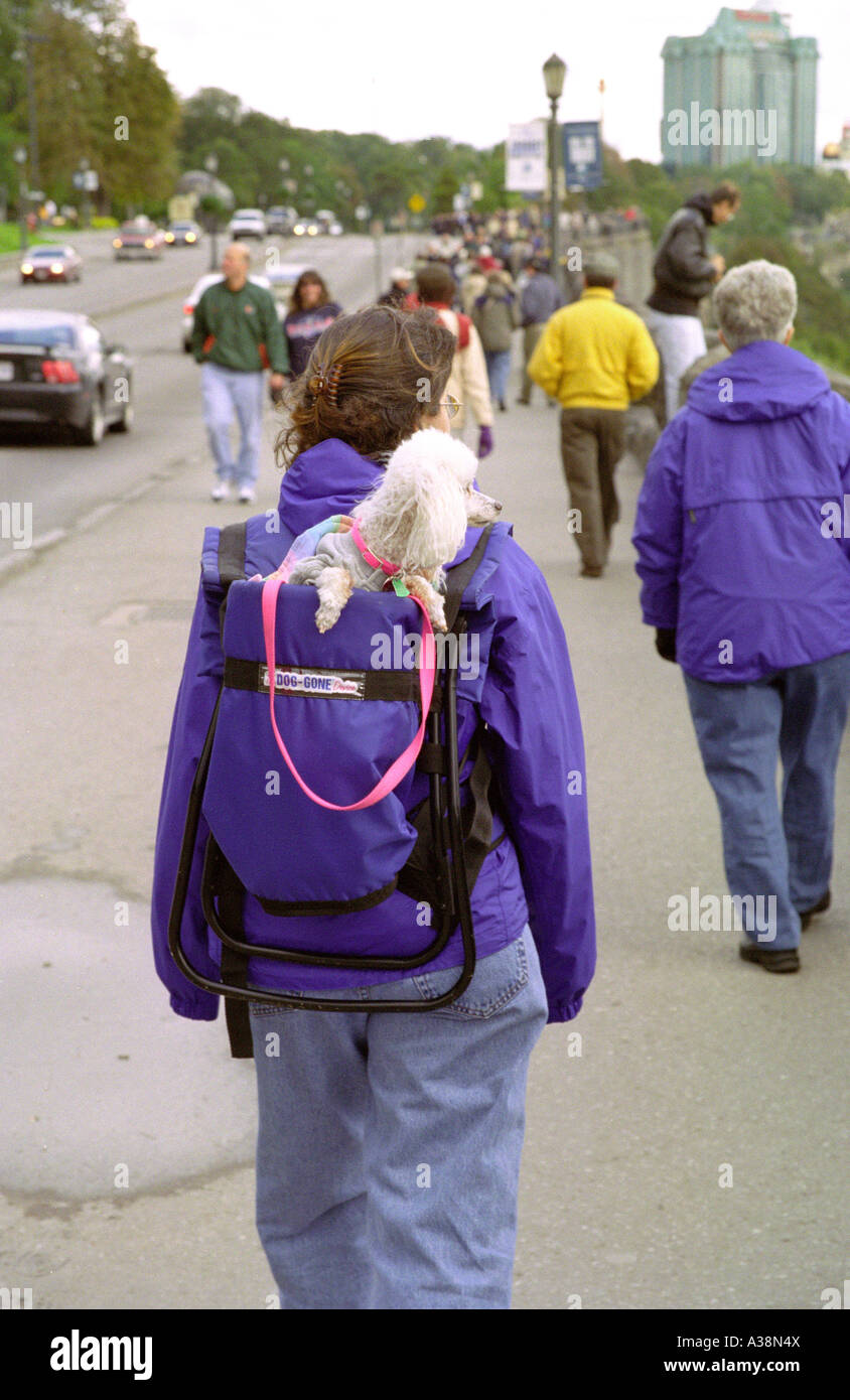 Dorloter pooch transportée en sac à dos à Niagara Falls, Canada Banque D'Images