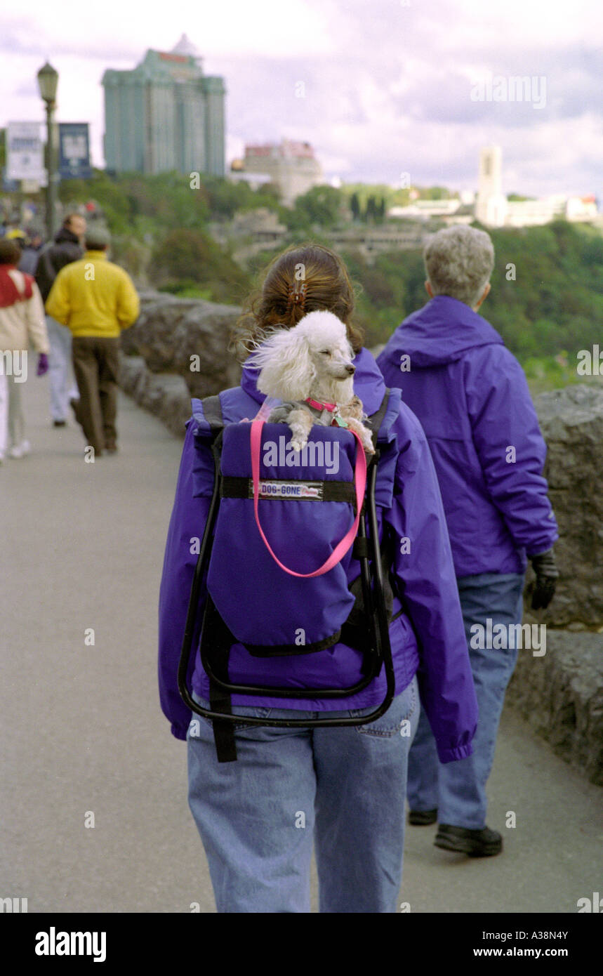 Dorloter pooch transportée en sac à dos à Niagara Falls, Canada Banque D'Images