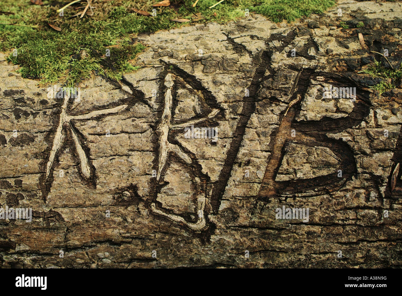 Initiales gravées dans le tronc d'un arbre tombé Banque D'Images