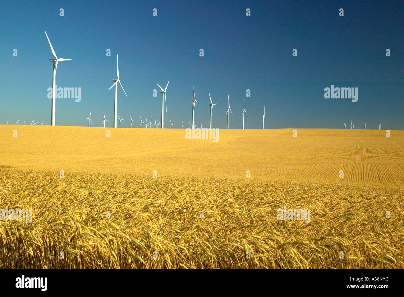 Les turbines éoliennes, champ de blé à maturité, de l'Oregon Banque D'Images