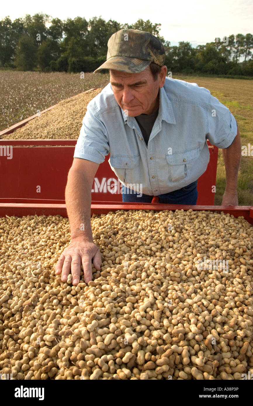 L'inspection des cultures d'arachide récoltées agriculteur Banque D'Images