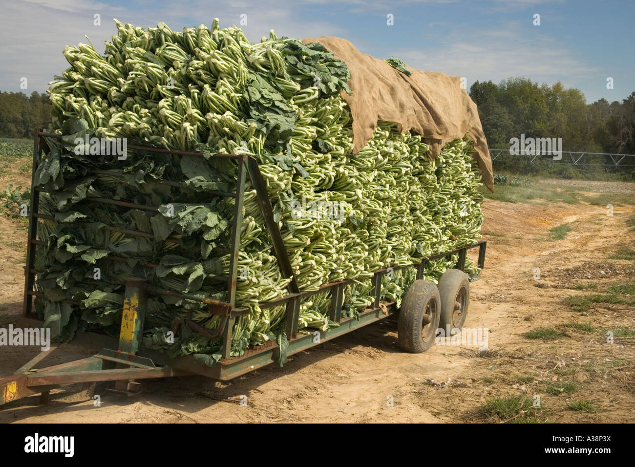 Collard greens récoltés et chargés sur remorque sur le terrain, Moultrie, Géorgie Banque D'Images