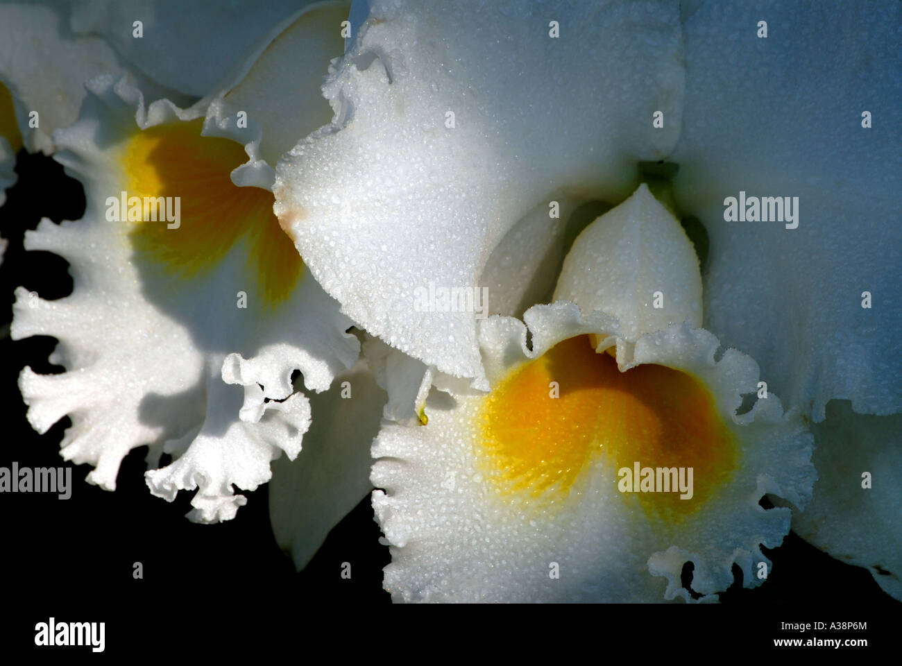 Orchidée blanche avec centre jaune. Banque D'Images