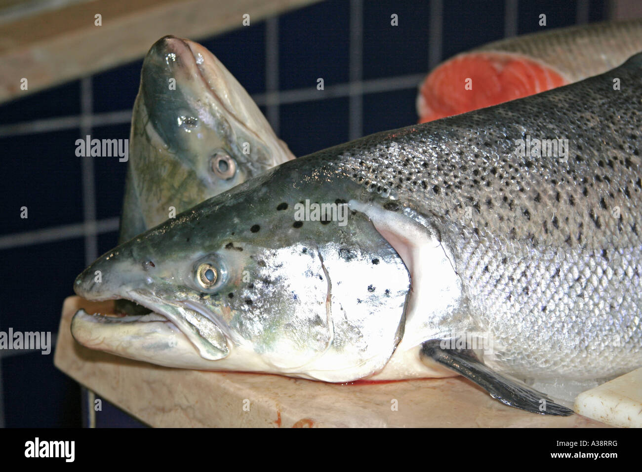 Un gros poisson à la vente à la marché aux poissons Lagos Algarve Portugal Banque D'Images