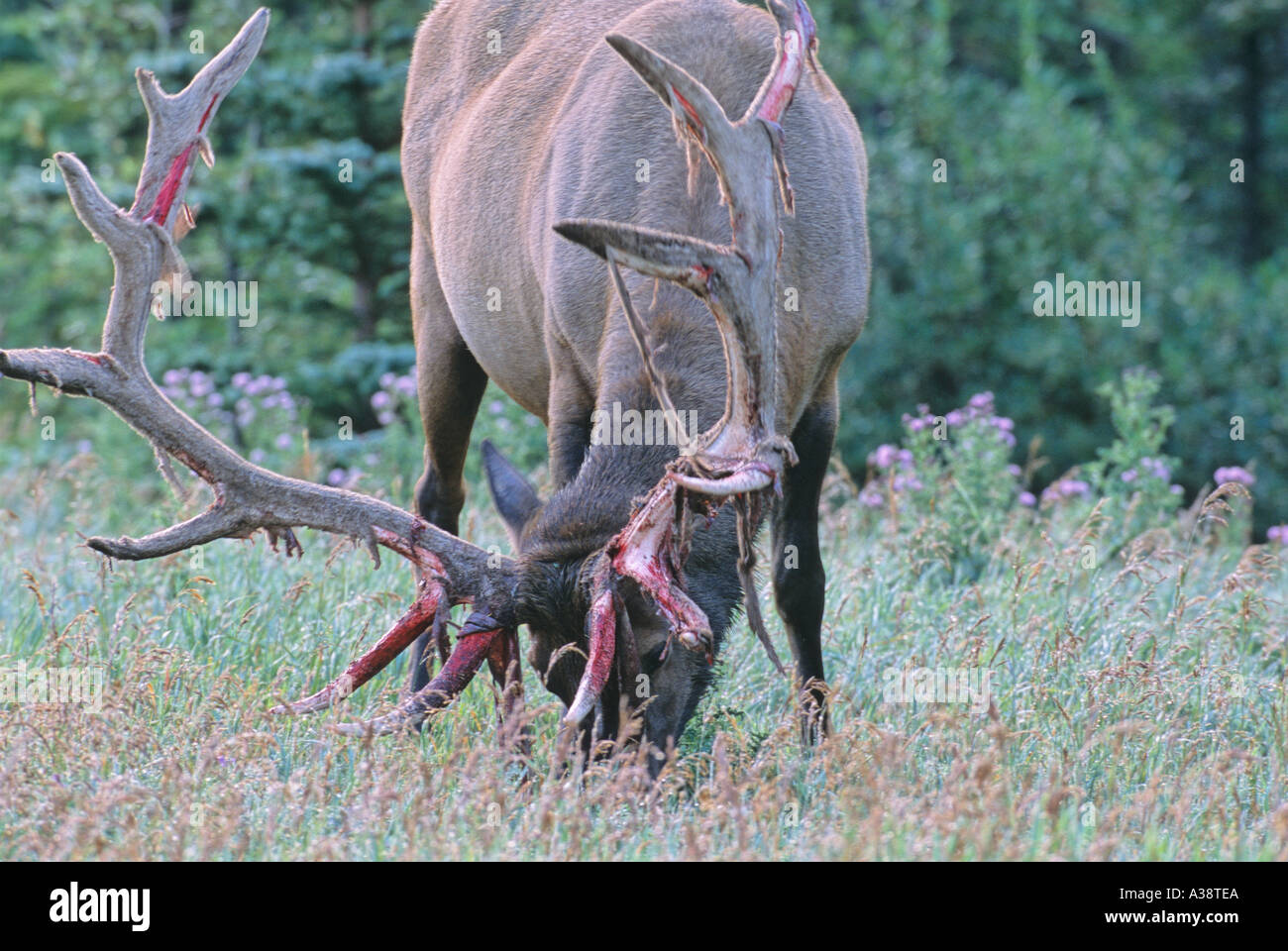 Bull Elk 25 Banque D'Images