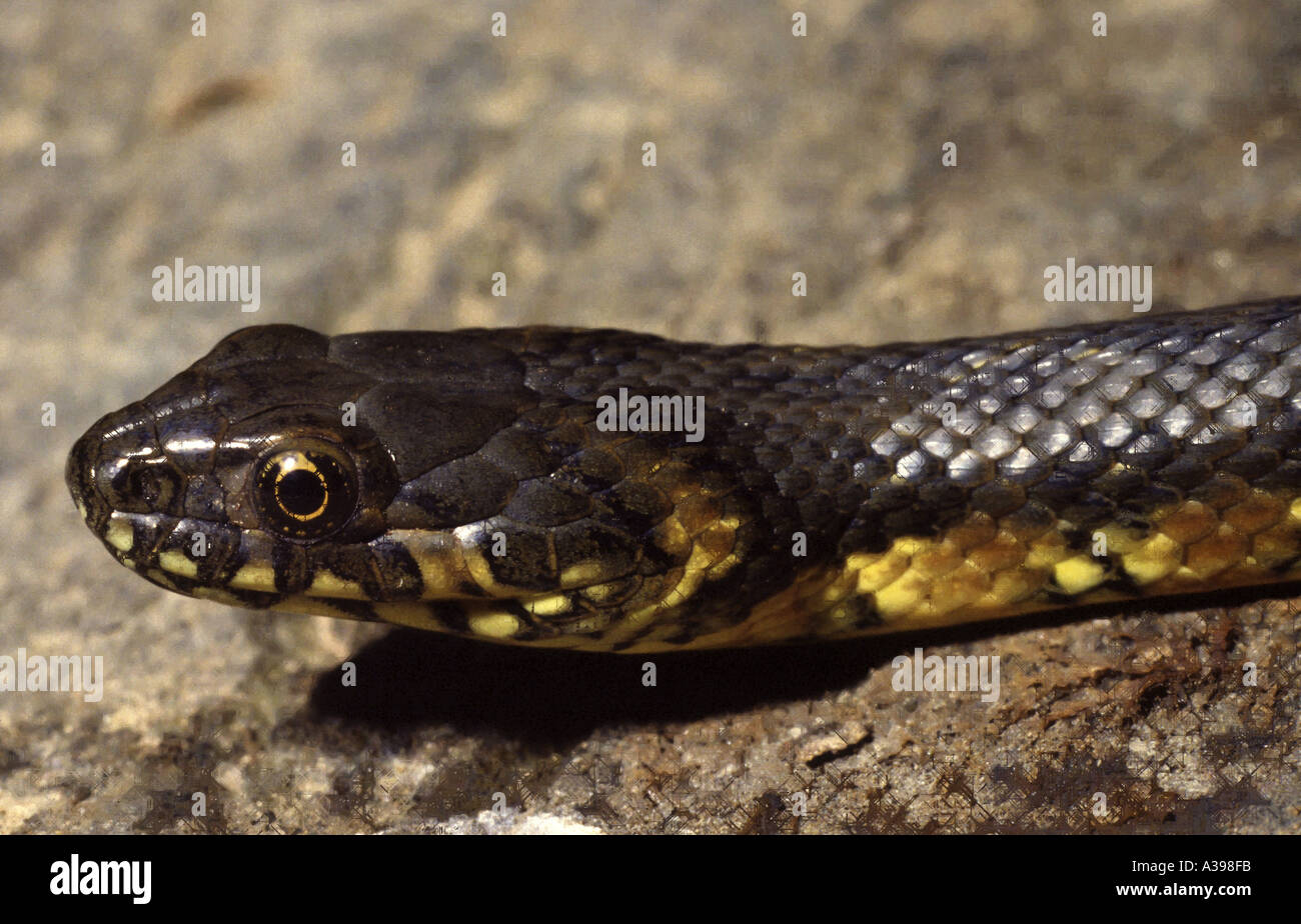 La couleuvre Viperine Natrix maura Espagne Banque D'Images