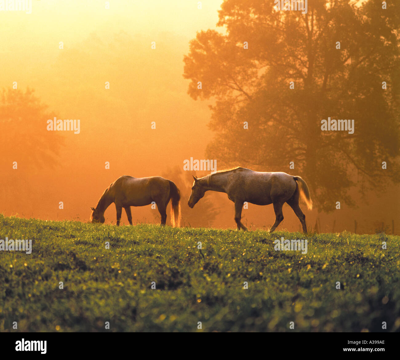 Les chevaux dans la Cades Cove Great Smoky Mountains National Park Utah Pentax 6x7 200mm film Dia Fujichrome Velvia Lynn Freeny Banque D'Images