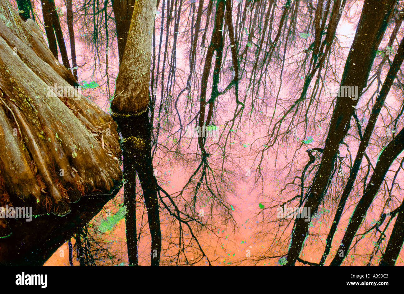 Marais et cypress tree Mississippi reflectios Banque D'Images