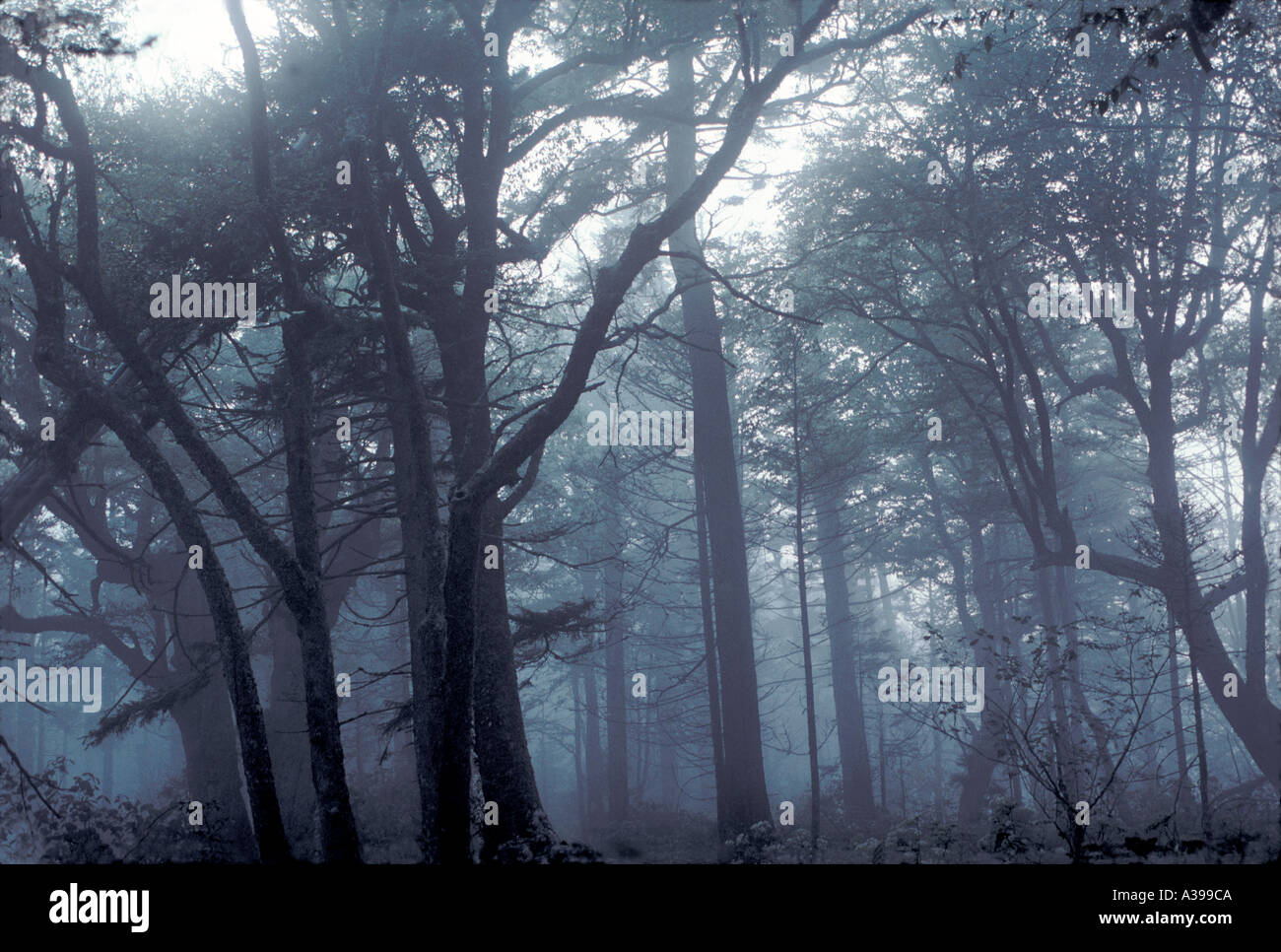 Tôt le matin, le brouillard dans la forêt Tennessee Banque D'Images