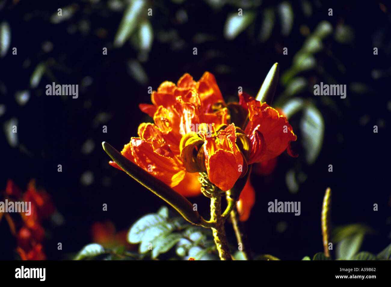 African Tulip Tree Flower Banque D'Images