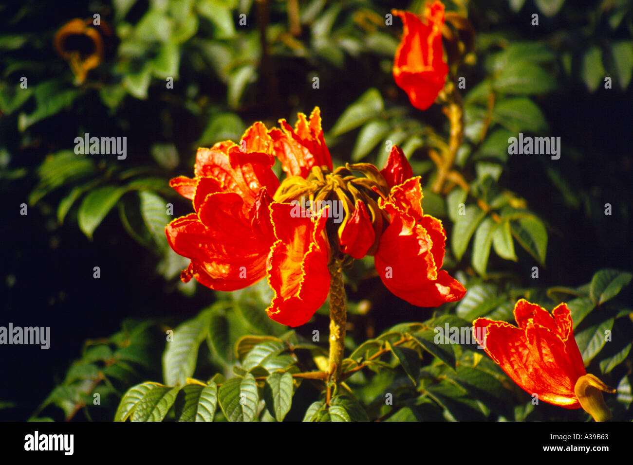 African Tulip Tree Flower Banque D'Images