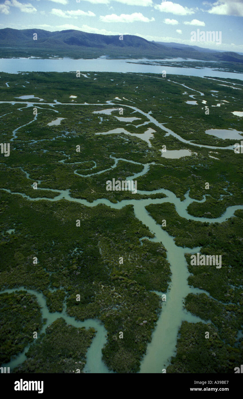 Les marécages à mangroves 0211 Banque D'Images