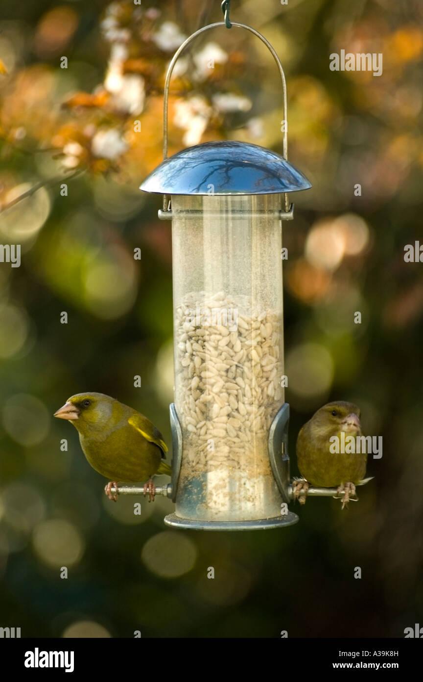 Deux Greenfinches sur un jardin mangeoire pour oiseaux. Banque D'Images