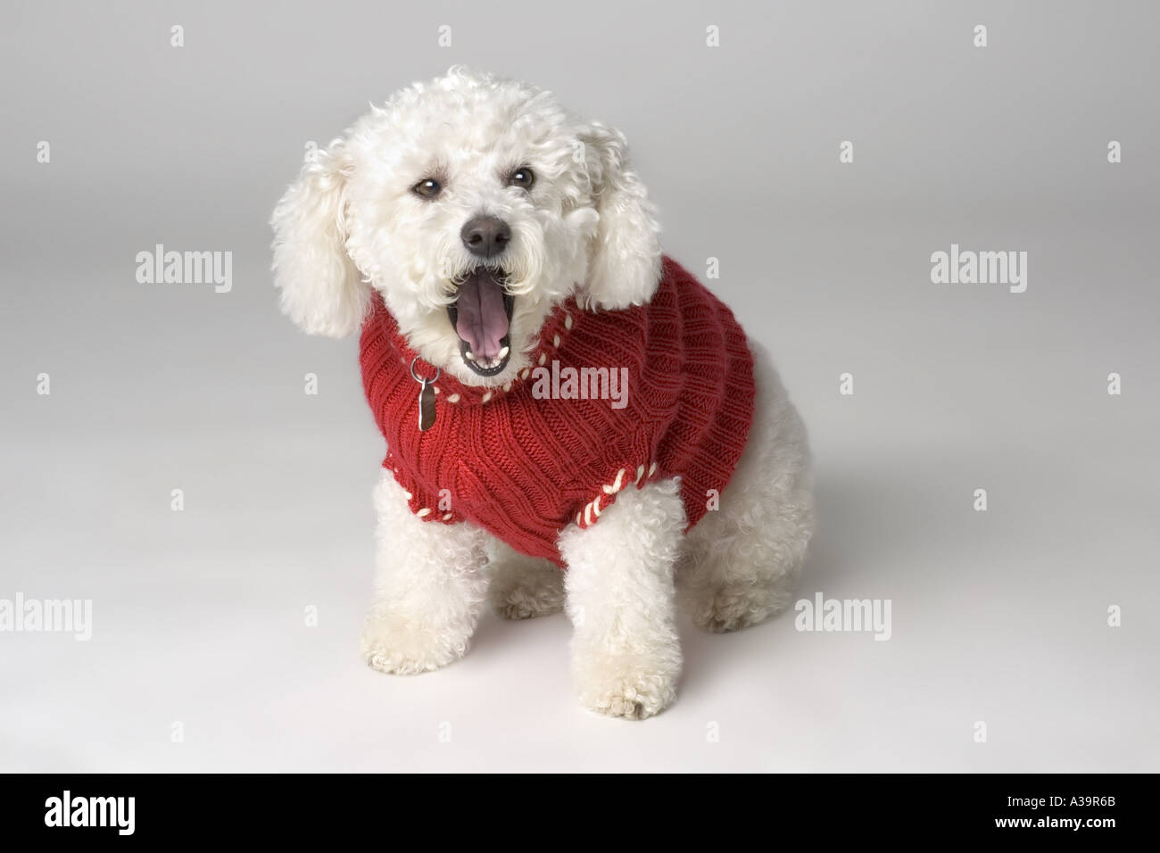 Le bâillement il porte un pull Banque D'Images