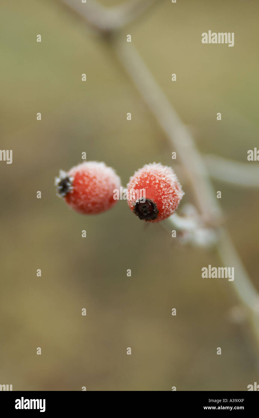 Le gel, gel, froid, froid, météo, glace, hiver, glace, usine, froid, gel, gel, Banque D'Images