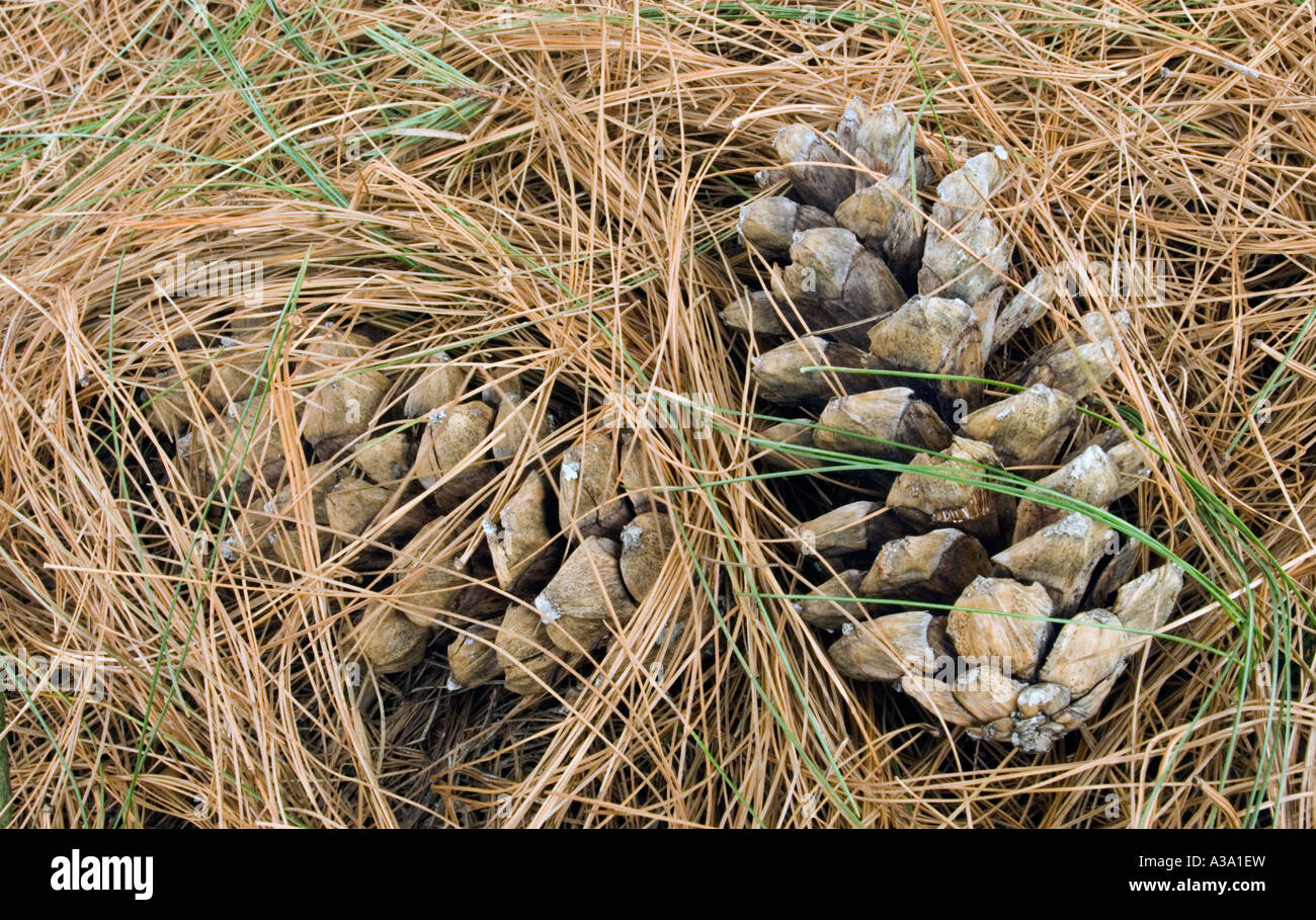 Cônes de pin à partir de Pin blanc de l'himalaya Banque D'Images