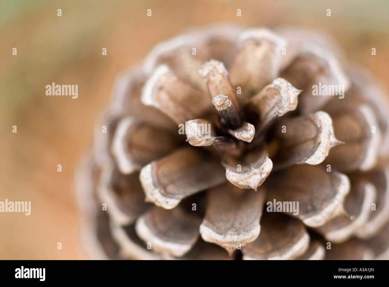 Cône de pin pin Tree Banque D'Images