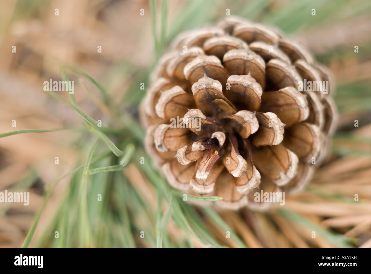 Cône de pin pin Tree Banque D'Images