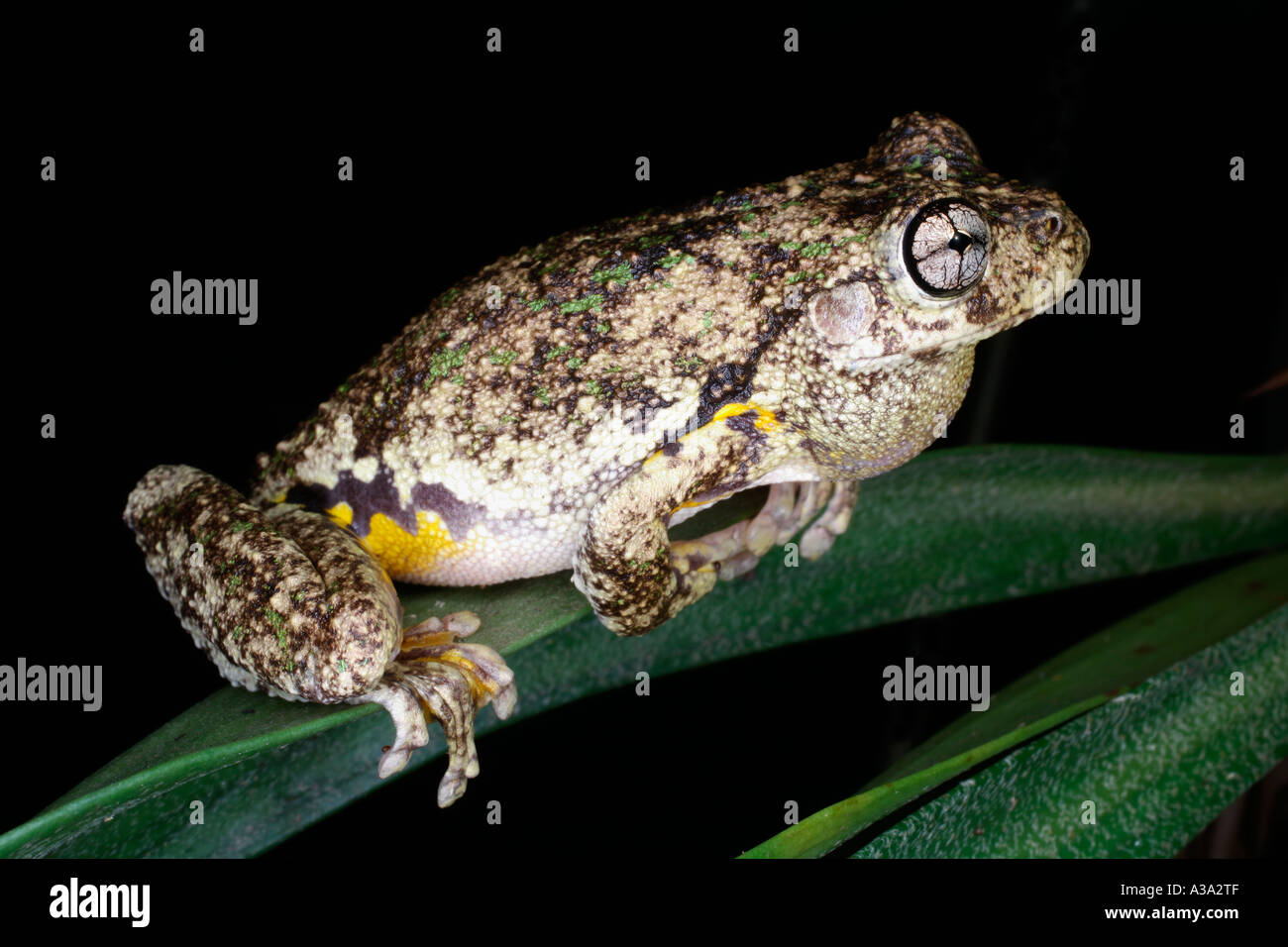 Personnes Rainette, Litoria peronii, appelant la nuit. Banque D'Images