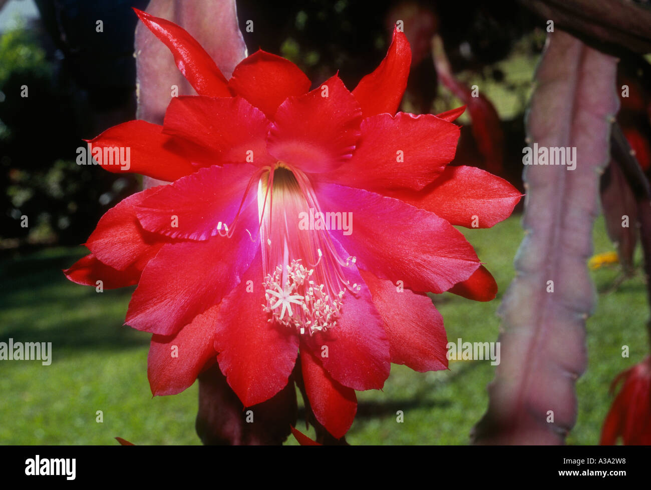 Orchidée Fleur de Cactus Epiphyllum ou Banque D'Images